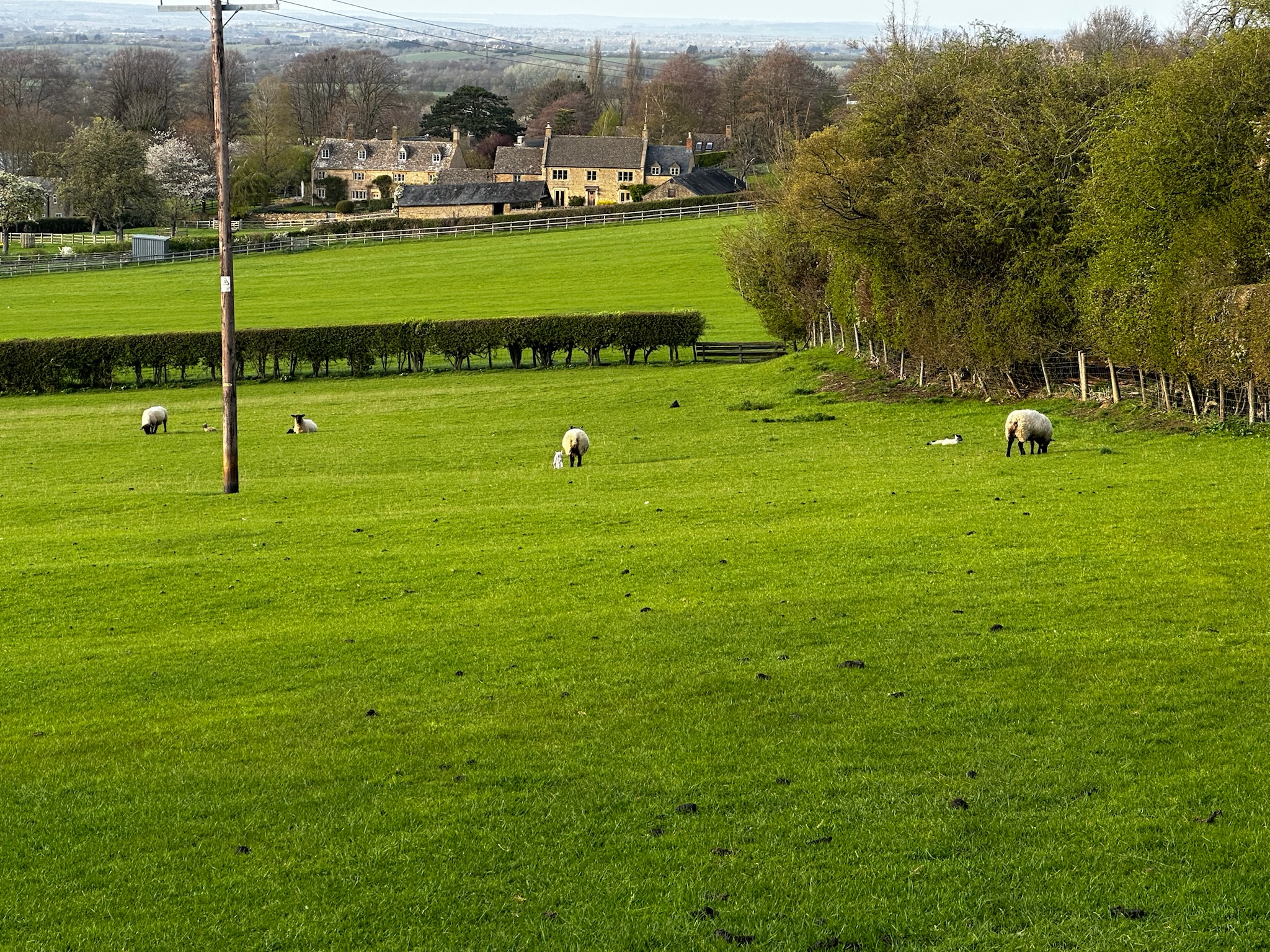 Sheep