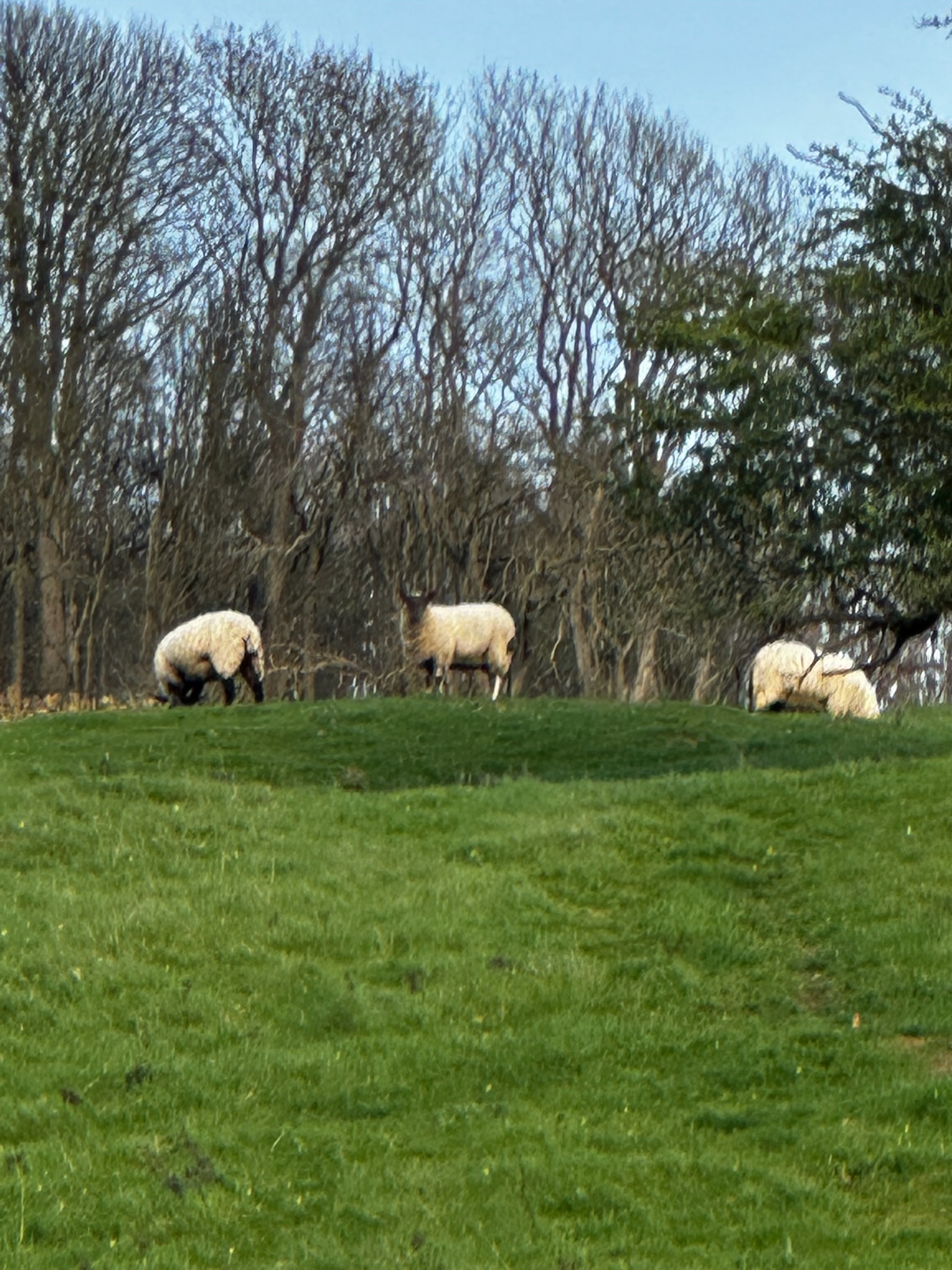 Sheep